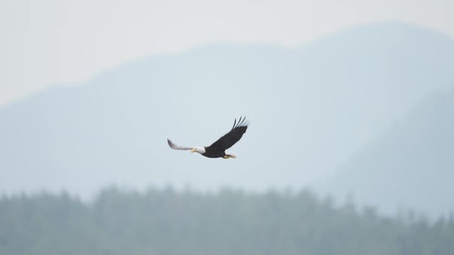A bald eagle flying over the ocean majestically looking for food in Canada