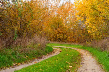 Obraz premium beautiful landscape of country road in autumn forest with bright yellow leaves on trees, cloudy weather