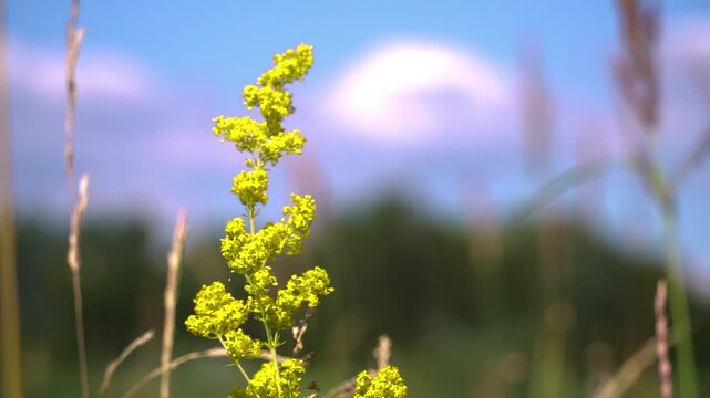 Bright yellow inflorescences of Galium verum against a blue sky