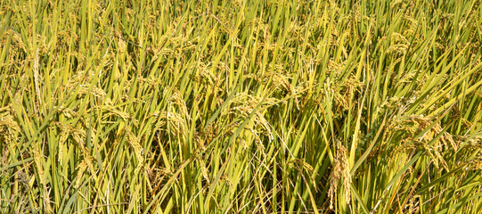 Obraz premium Golden rice paddy field landscape swaying over sunset day time.