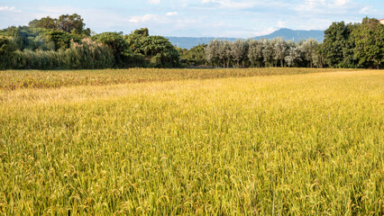Obraz premium Golden rice paddy field landscape swaying over sunset day time.