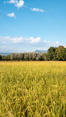Obraz premium Golden rice paddy field landscape swaying over sunset day time.