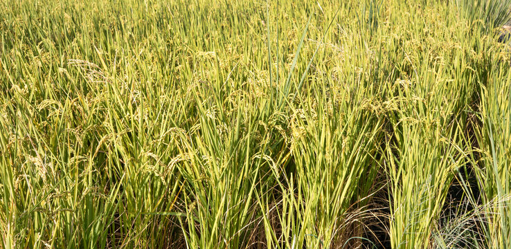 Golden rice paddy field landscape swaying over sunset day time.