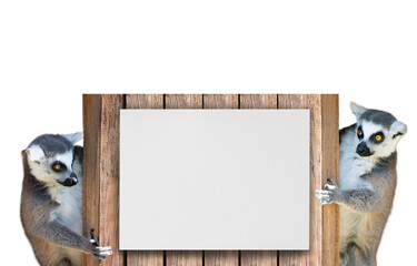 Two lemurs holding a sheet for your inscription isolated on a white background