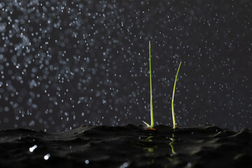 Water drops on a leaf. The rice stalks are sprouting. Two rice stalks have sprouted and grown in the soil. water drops on black background
