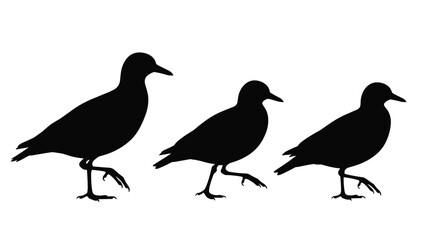 Fototapeta premium A minimalist black silhouette illustration showing the walking cycle of a golden plover bird in three distinct phases on a white background.