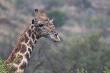 Giraffe at Pilanusberg NP South Africa 