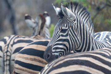 Common Zebra at Pilanusberg NP South Africa  © Lex