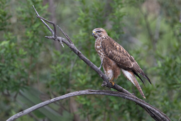 The Jackal buzzard (juv.) at Pilanusberg NP South Africa 