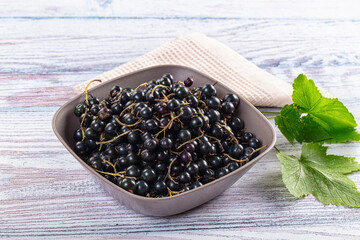 Ripe fresh black currants branches