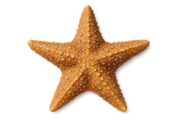 Starfish with water drops representing marine life, ocean creatures, and summer vacation on transparent background