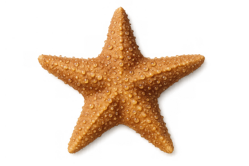 Starfish with water drops representing marine life, ocean creatures, and summer vacation on transparent background