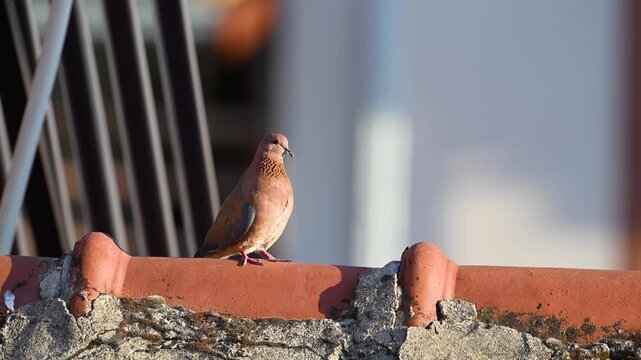 A Little Turtle Dove (Spilopelia senegalensis) on the tiled roof of an apartment building. Wildlife portrait.