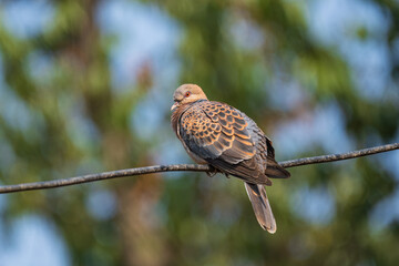 Oriental Turtle-Dove perched calmly, showing its scaly-patterned plumage and warm earthy tones in natural light. Peaceful wildlife portrait capturing detail and texture.