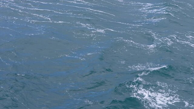 Commerson's dolphin leaps energetically in the ship's wake, riding waves with grace and speed off the coast of the Falkland Islands. Captured as a vertical video.
