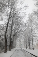 Snowfall in a winter park, landscape trees covered with snow, nature background, seasonal weather background