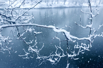 Tree branches covered in snow in a winter park, nature background, seasonal backdrop photo