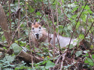 ニホンカモシカ