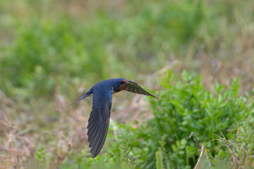 Barn Swallow in graceful flight, showcasing its sleek blue plumage and forked tail. Dynamic wildlife action shot capturing speed, agility, and natural beauty