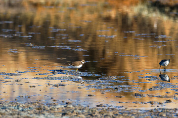 Two shorebirds glovers wading in a shallow, reflective water body with a blurred background.