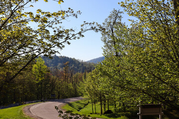 Obraz premium Forest landscape with mountains and a curved road on a sunny day
