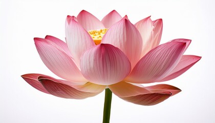 Elegant Pink Lotus Flower Blossom on White Background for Spa Meditation and Serenity