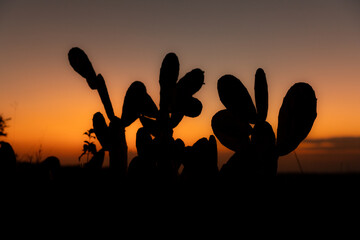 silhouette of a cactus 