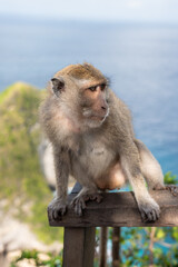 Monkey sitting on the edge of a precipice