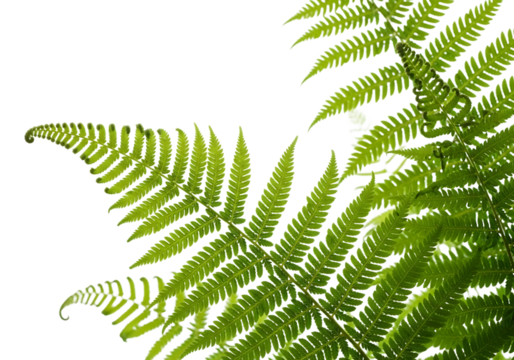 Vibrant green fern fronds unfurl against a stark black background showcasing intricate natural patterns and delicate textures
