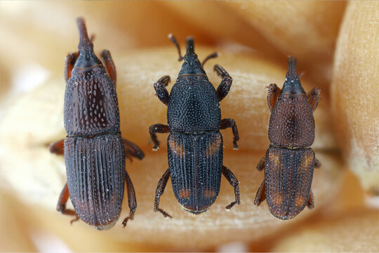 Three species of weevils, the most significant pests of stored grain worldwide. From left: wheat weevil (Sitophilus granarius), maize weevil (Sitophilus zeamais) and rice weevil (Sitophilus oryzae).