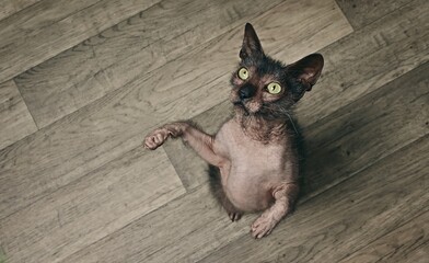 High angle view of funny Lykoi Werewolf cat looking curious to the camera. Panoramic image with copy space.