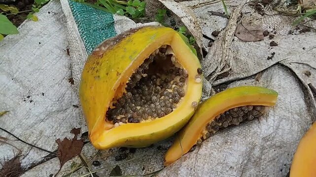 A papaya fruit that has rotted and split open, revealing the inside containing black seeds. The papaya is lying on the ground.