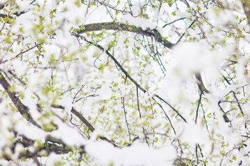 The last snowfall, a spring park, the first leaves and buds on the trees covered with snow, frosts in spring, a change in the weather