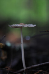 Small inedible mushrooms in the forest, macro photo of nature