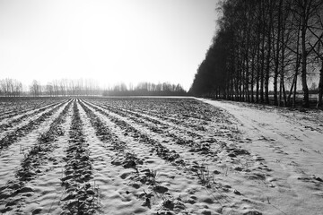 Fototapeta premium Winter field landscape with no people, abstract winter view