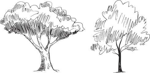 Black and white sketch of two trees drawing © Ali