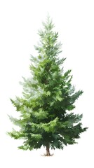 Fototapeta premium a single christmas tree, isolated on pure white background, 