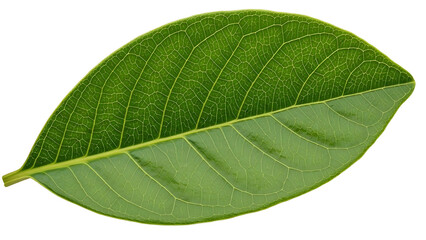 Single green leaf with detailed texture on black background