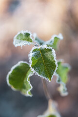 Holly in winter - Green leaves in winter