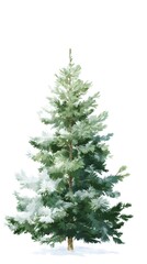 a single christmas tree, isolated on pure white background, 