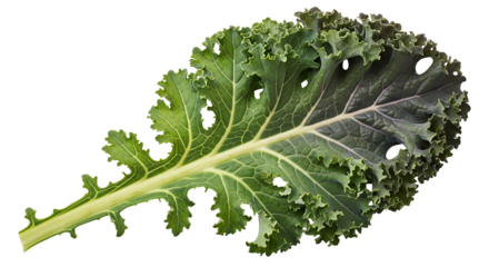 Fresh green kale leaf isolated on black background