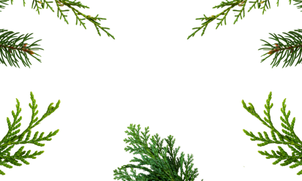 PNG image of Festive evergreen branches create a natural border against a stark black backdrop perfect for holiday cards and winter themed designs and seasonal promotions on transparent background