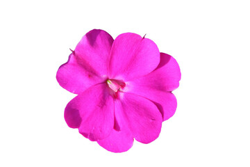 
Pink flower cut out on a transparent background
