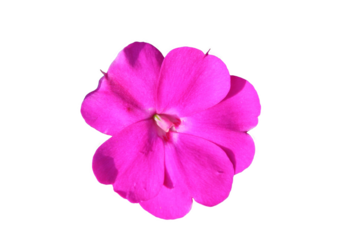 Pink flower cut out on a transparent background