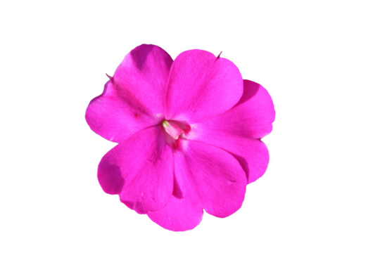 
Pink flower cut out on a transparent background

