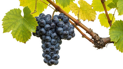 Ripe dark grapes hanging on vine with yellow leaves