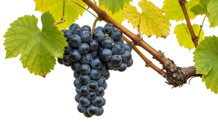 Ripe dark grapes hanging on vine with yellow leaves