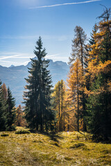 Autumn in the Dolomites. Explosion of colors towards sunset. Enrosadira and larch forests