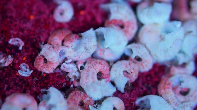 Nauplius crustacean larvae under a microscope, class Copepoda. Moving on spiral shell Serpulidae. Under ultraviolet light. White sea