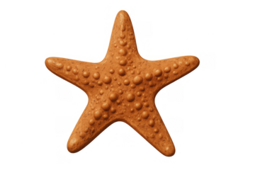 Orange starfish with textured surface isolated on a transparent background, representing ocean life and aquatic themes